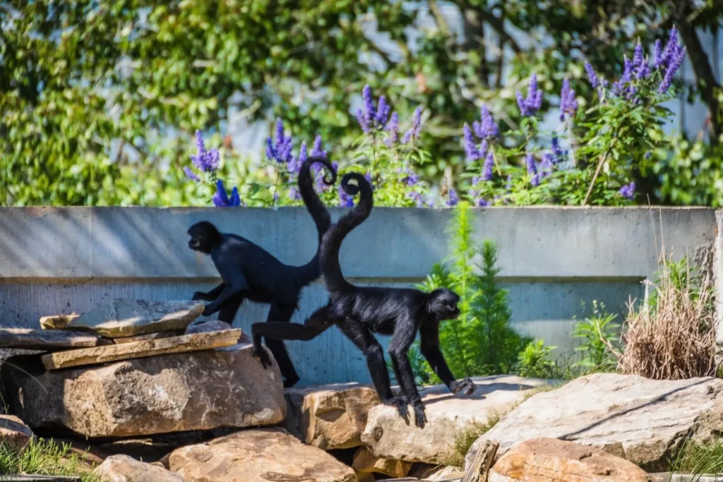 Animals-AL-Gulf-Coast-Zoo